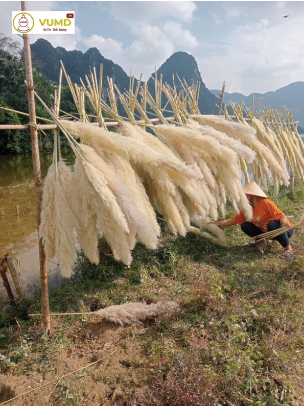 Hoa cỏ lau